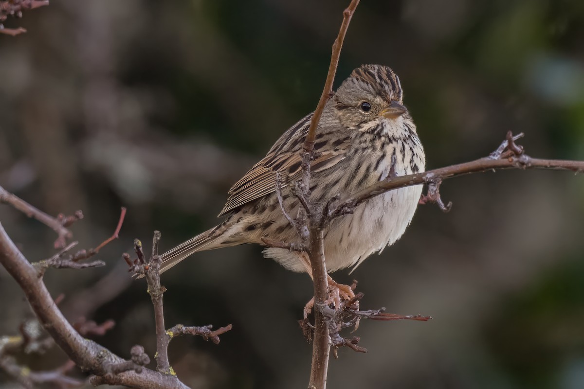 Lincoln's Sparrow - ML630414548