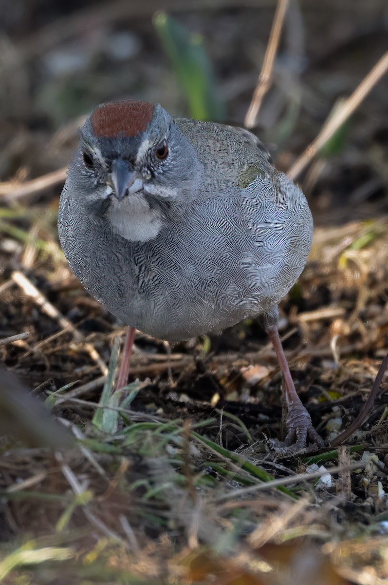 Green-tailed Towhee - ML630414564