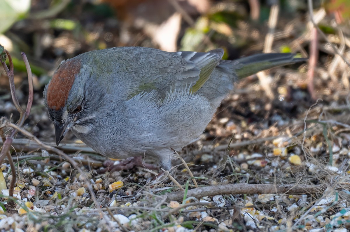 Green-tailed Towhee - ML630414565