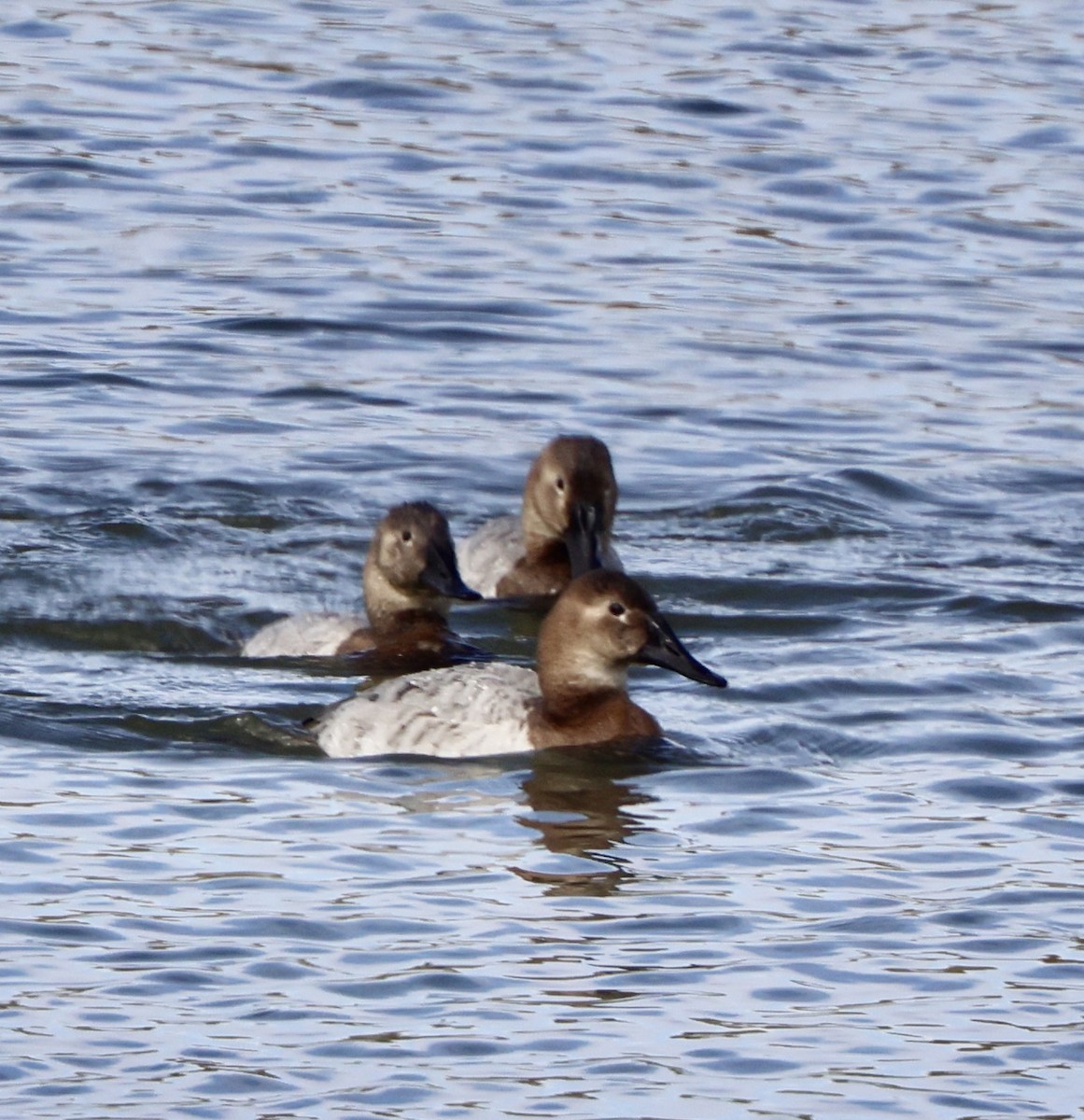 Canvasback - ML630414613