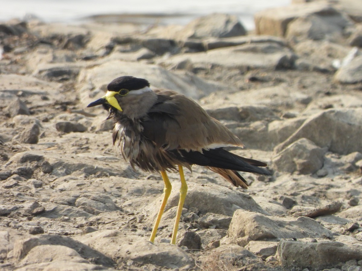 Yellow-wattled Lapwing - ML630414999