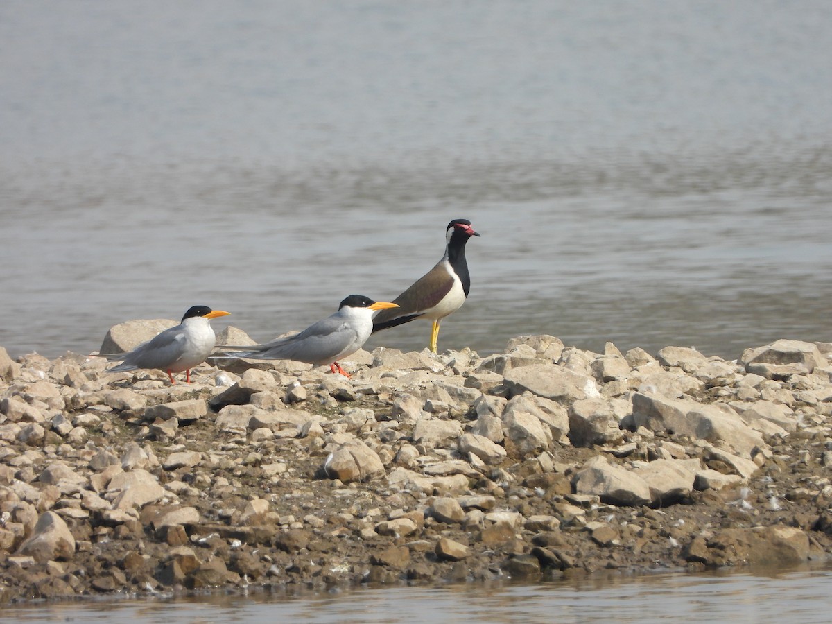 River Tern - ML630415090