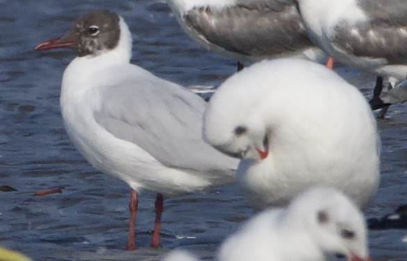 Black-headed Gull - ML630415091