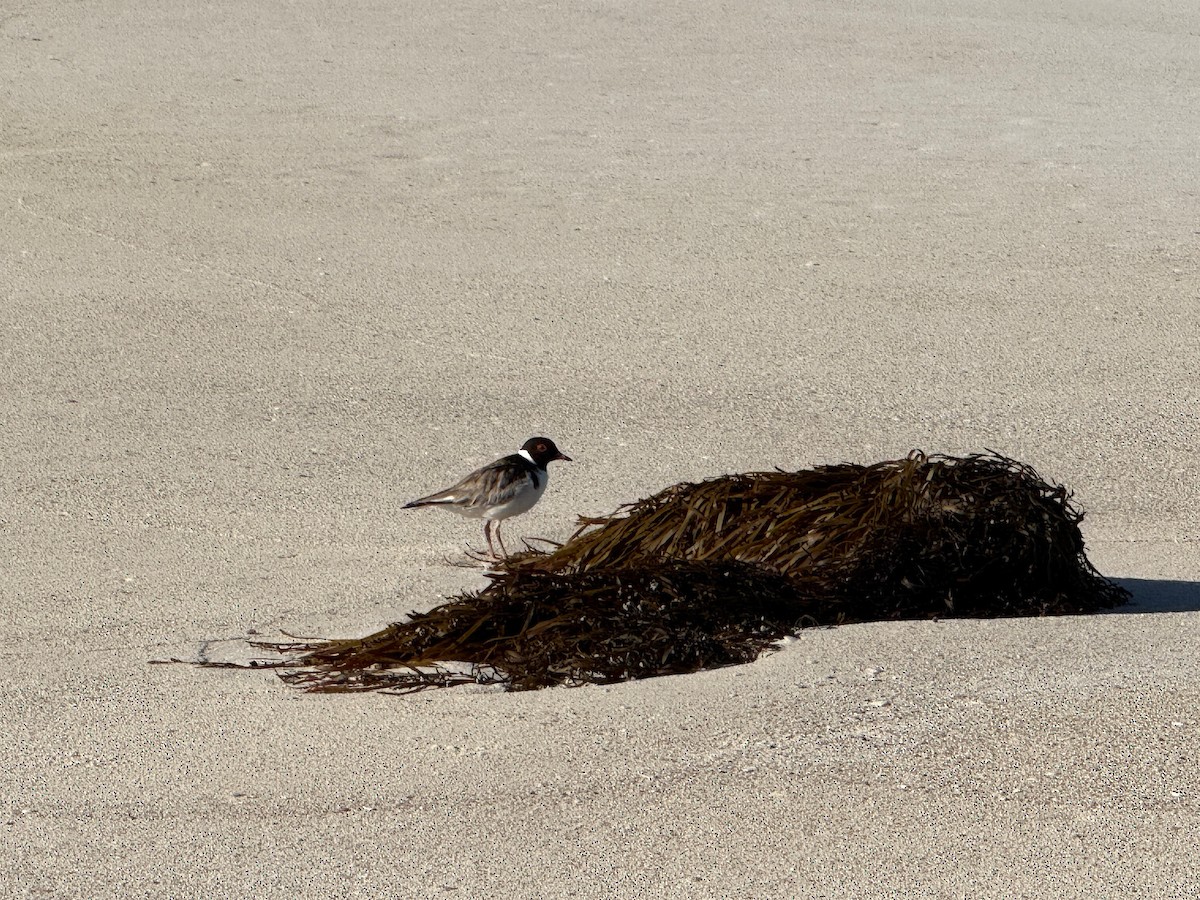 Hooded Plover - ML630415273