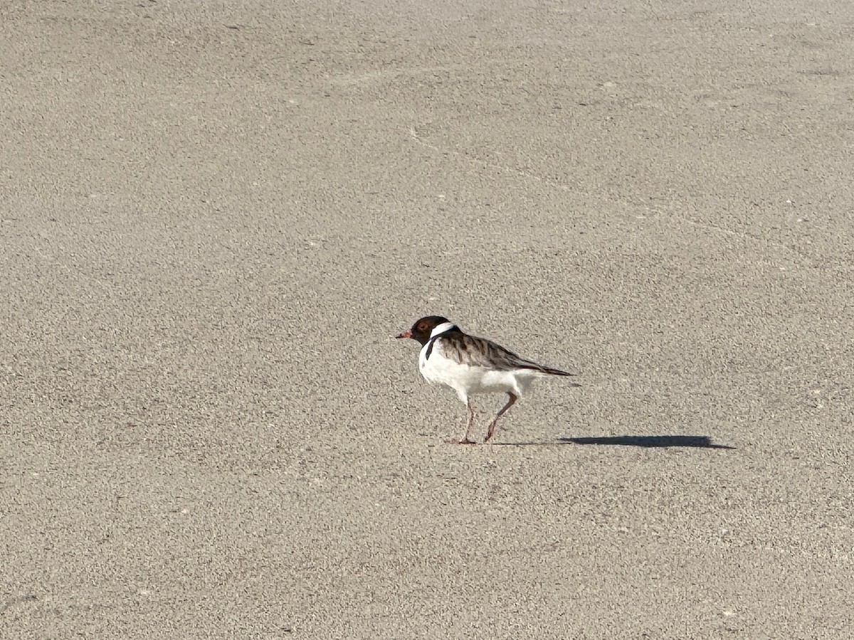 Hooded Plover - ML630415274