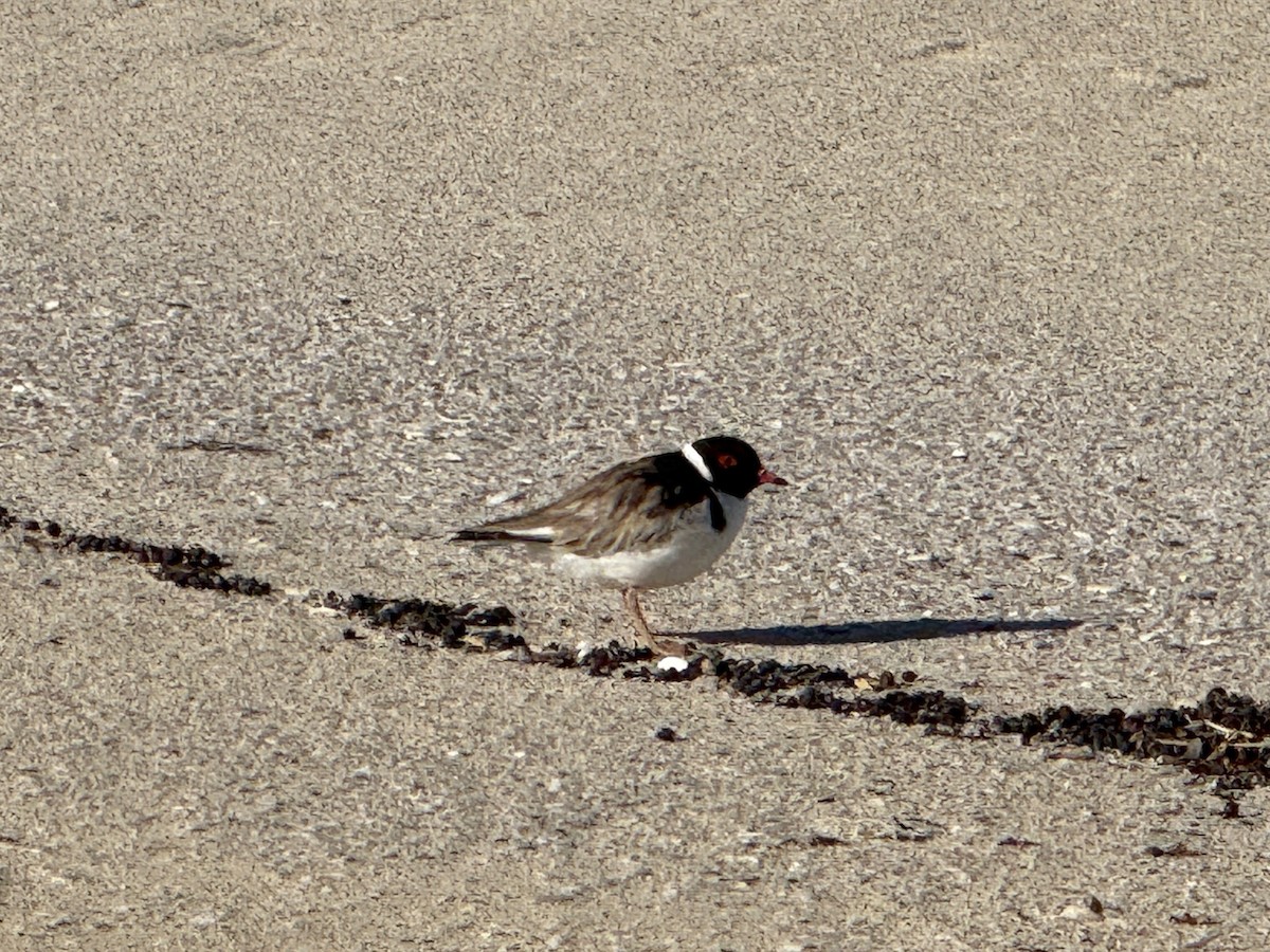 Hooded Plover - ML630415275