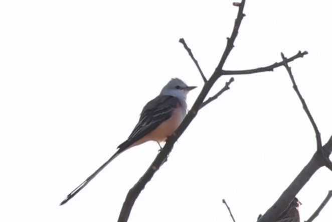 Scissor-tailed Flycatcher - ML630415378