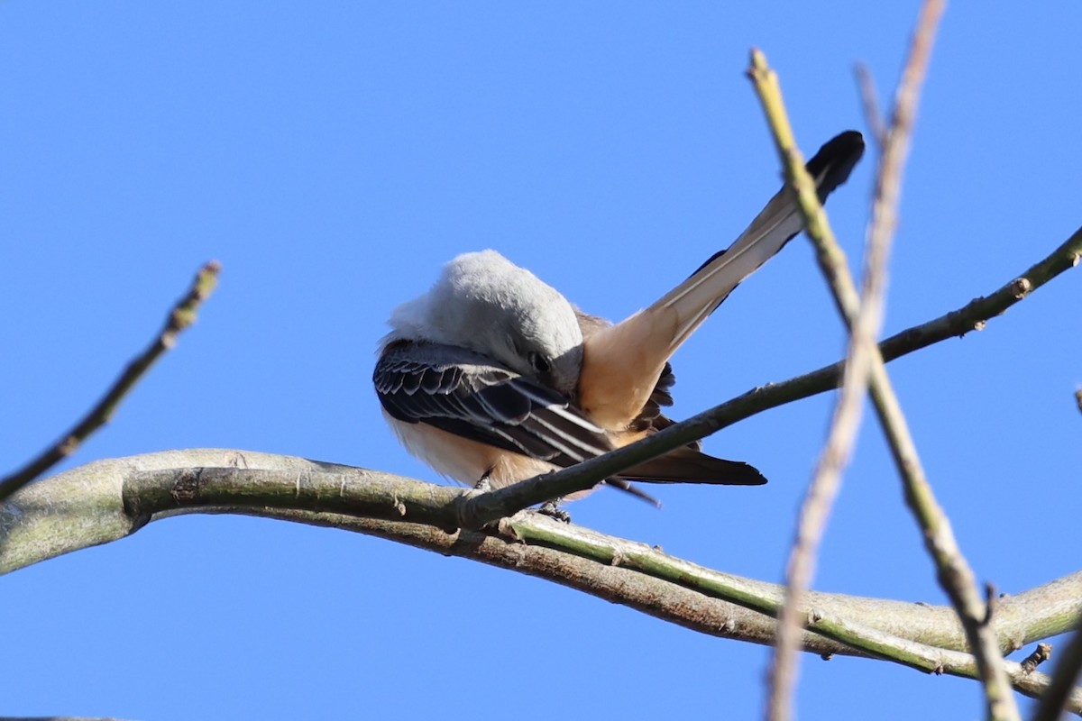 Scissor-tailed Flycatcher - ML630415379