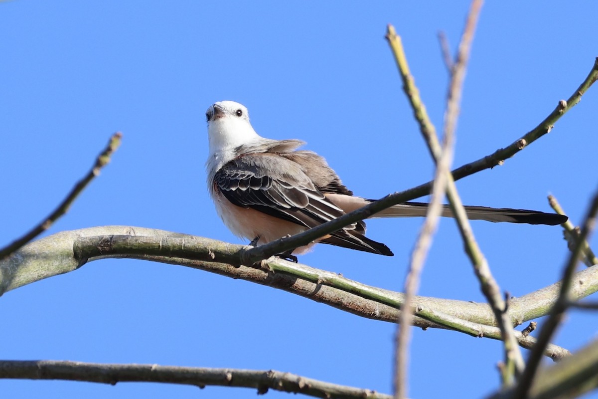 Scissor-tailed Flycatcher - ML630415380