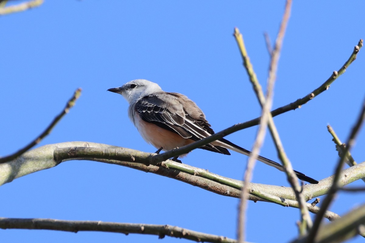 Scissor-tailed Flycatcher - ML630415381