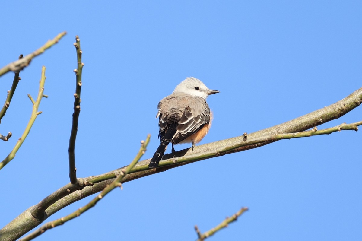 Scissor-tailed Flycatcher - ML630415382