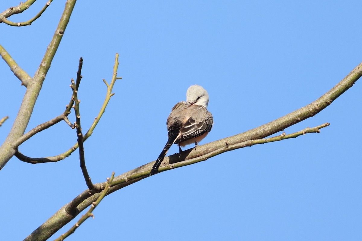 Scissor-tailed Flycatcher - ML630415383
