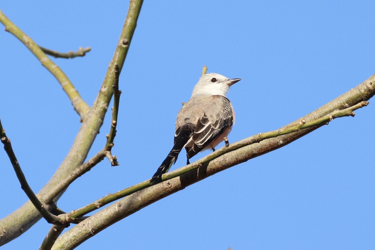 Scissor-tailed Flycatcher - ML630415384