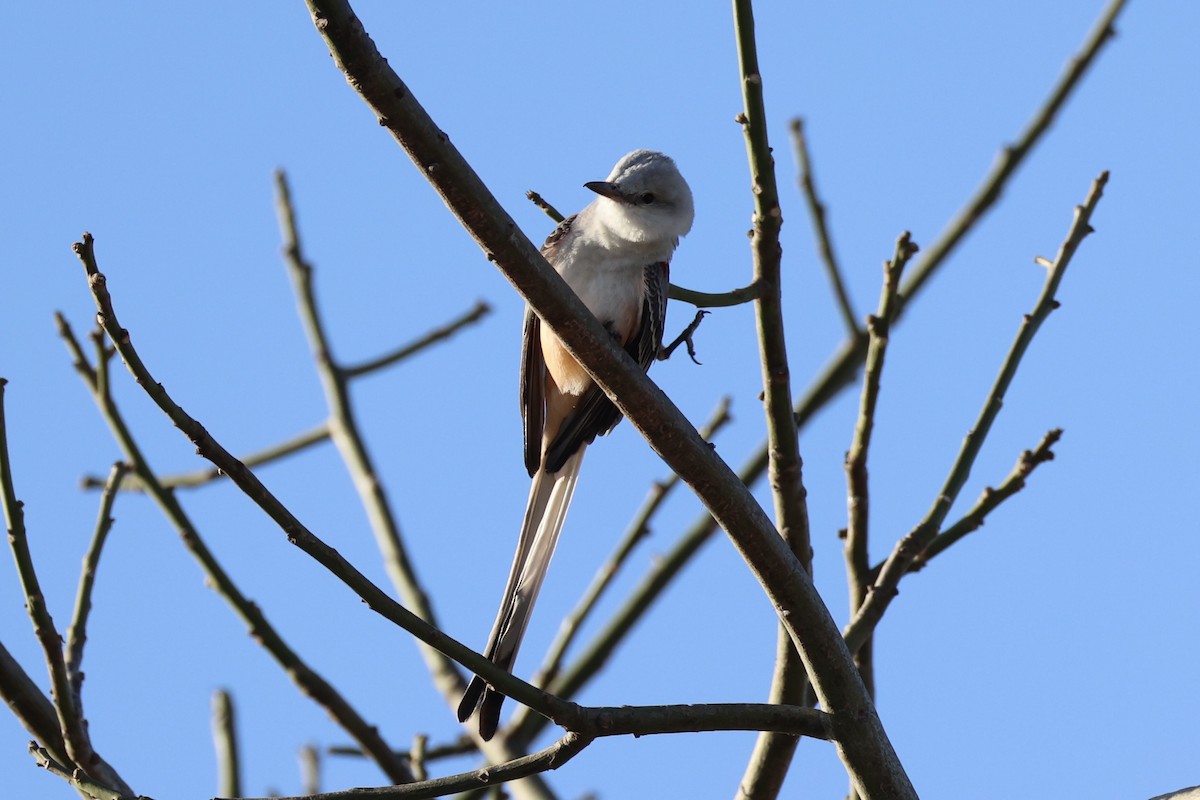 Scissor-tailed Flycatcher - ML630415385