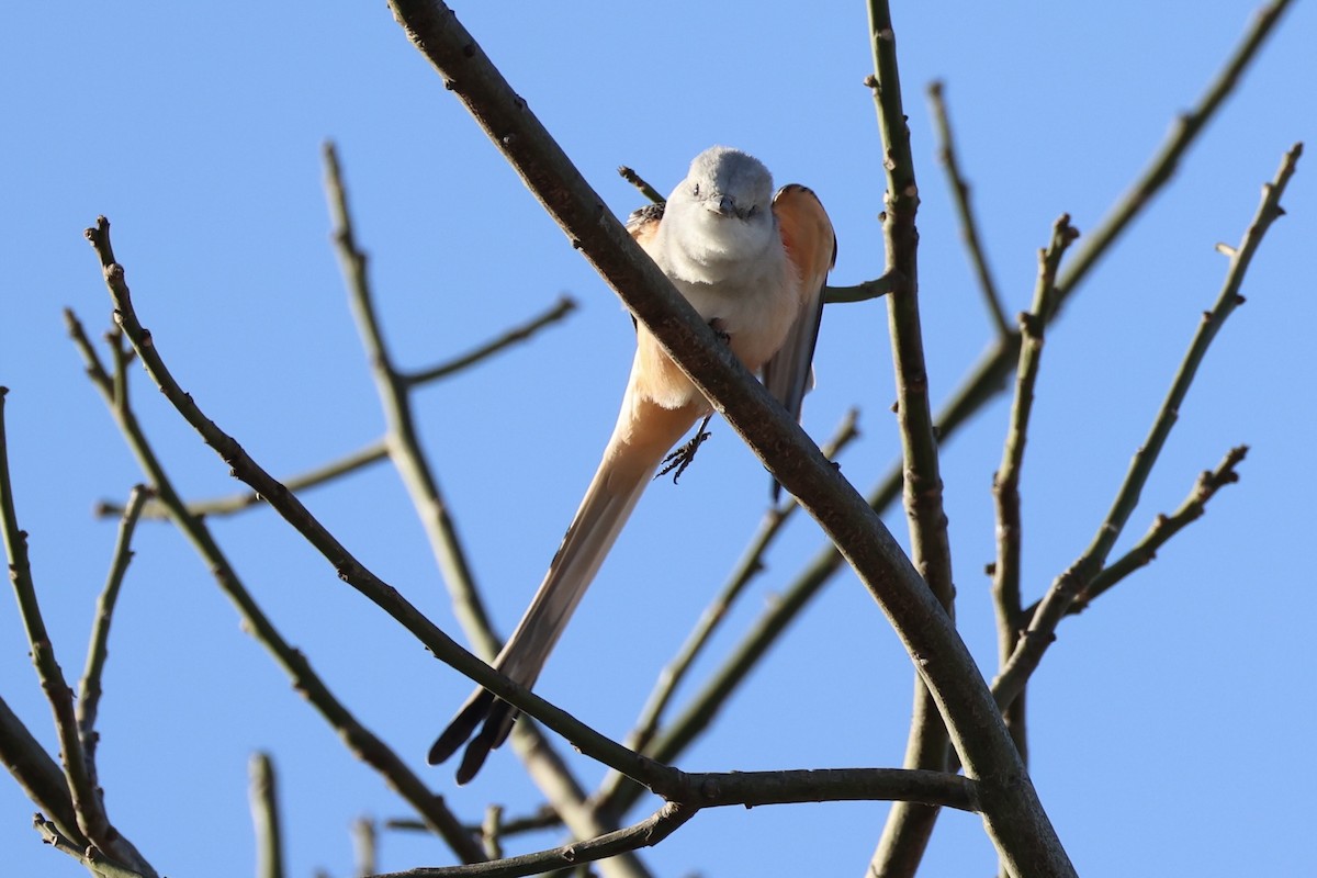 Scissor-tailed Flycatcher - ML630415386