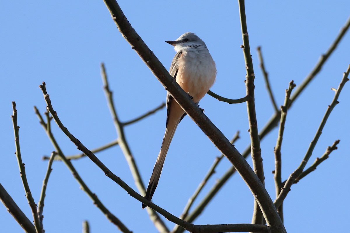 Scissor-tailed Flycatcher - ML630415387
