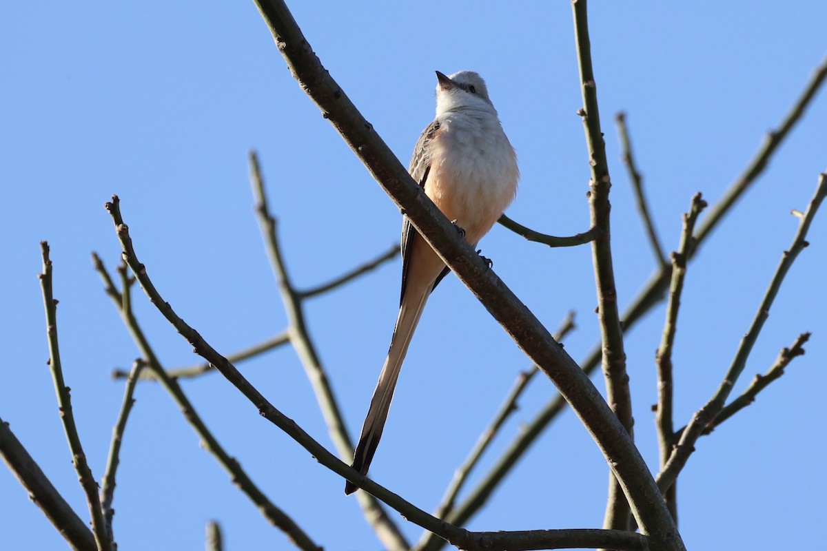 Scissor-tailed Flycatcher - ML630415388
