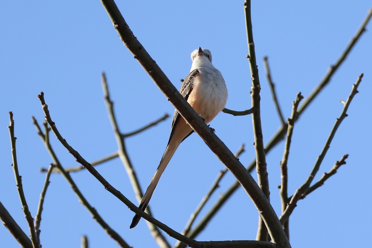 Scissor-tailed Flycatcher - ML630415389