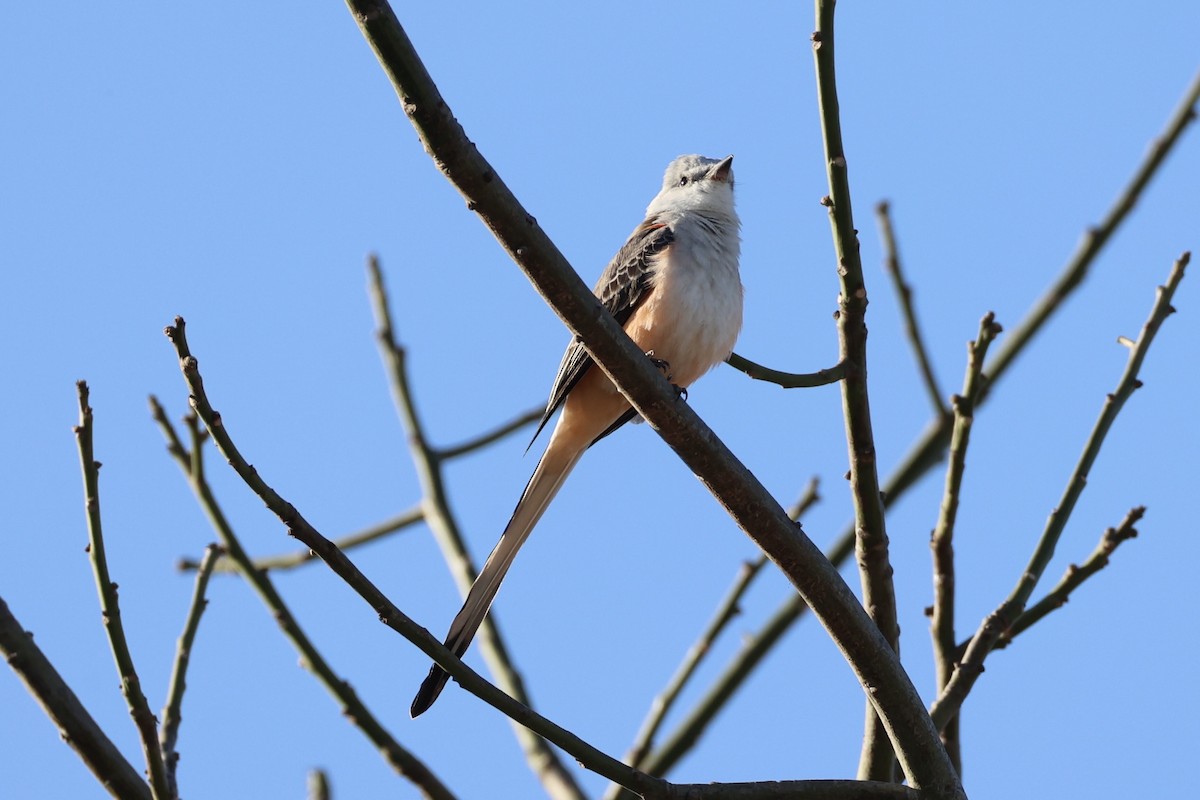 Scissor-tailed Flycatcher - ML630415390