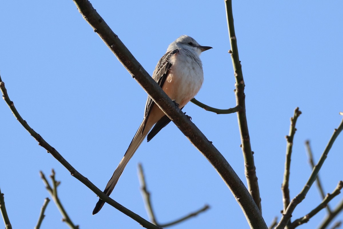 Scissor-tailed Flycatcher - ML630415391