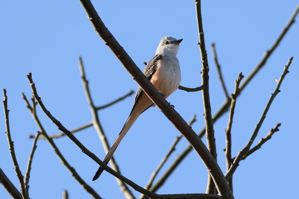 Scissor-tailed Flycatcher - ML630415392