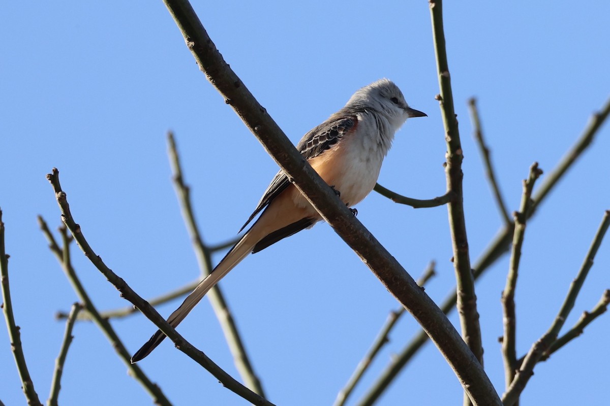 Scissor-tailed Flycatcher - ML630415393