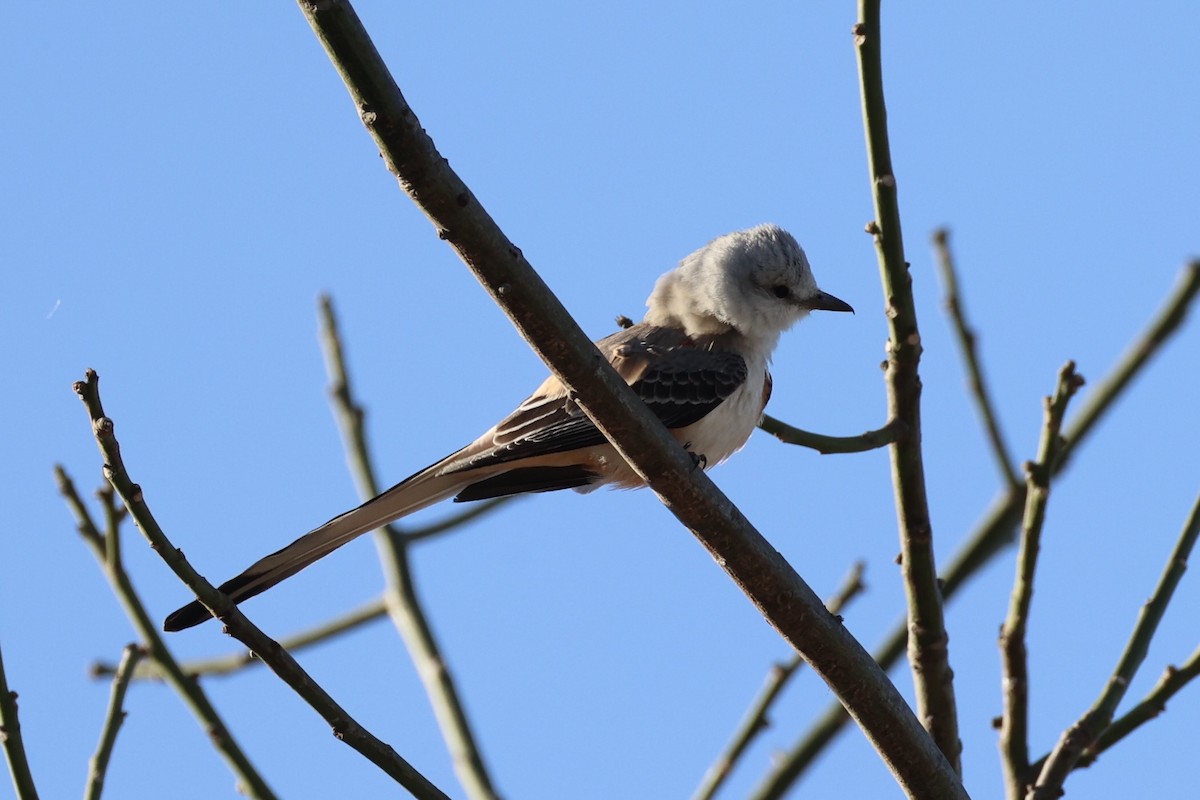 Scissor-tailed Flycatcher - ML630415394