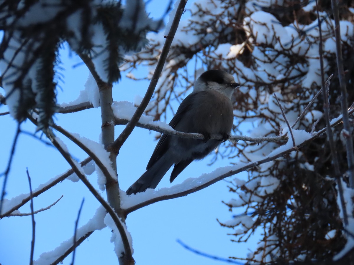 Кукша канадська - ML630415527