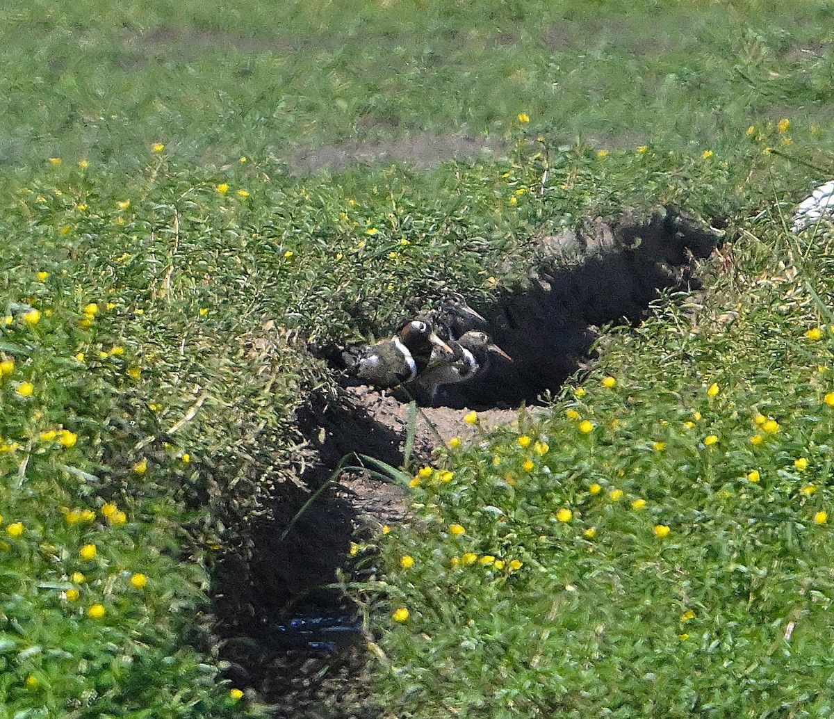 Australian Painted-Snipe - ML630415530