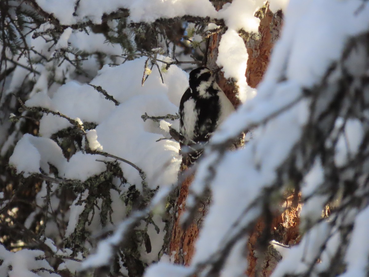 Дятел волохатий - ML630415656