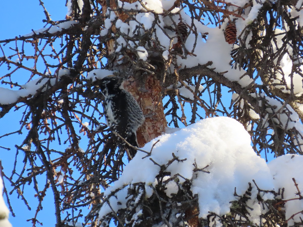 Дятел ялиновий - ML630415671