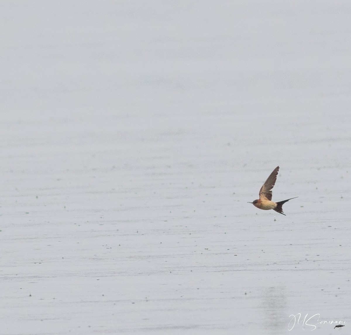 European Red-rumped Swallow - ML630415759