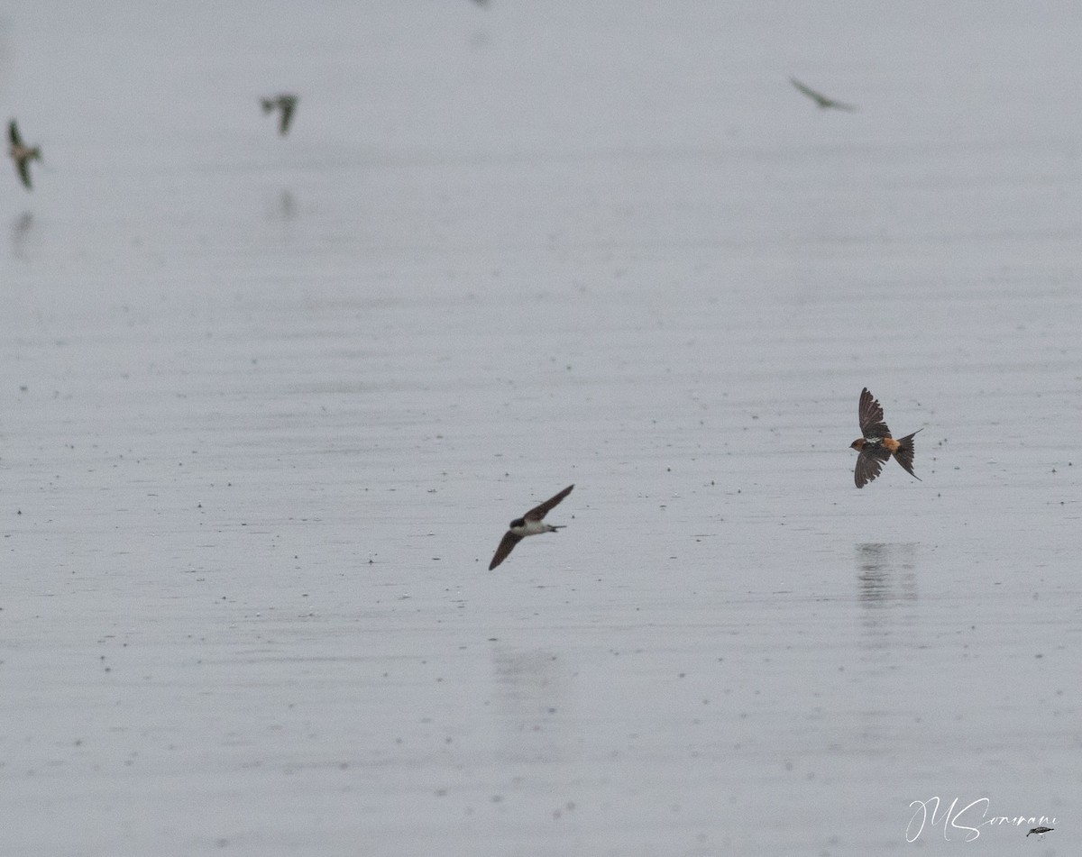 European Red-rumped Swallow - ML630415761