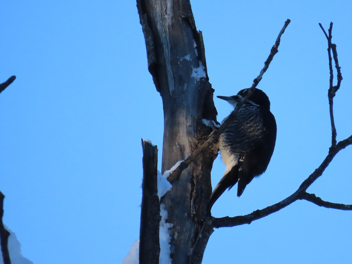 Дятел північний - ML630415767