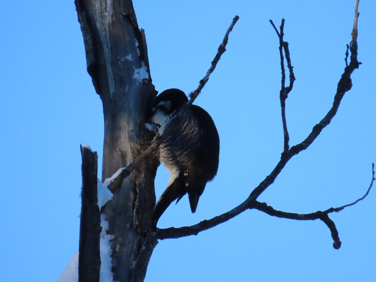 Дятел північний - ML630415791
