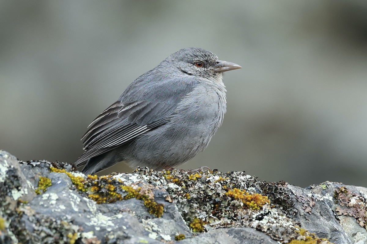 Boulder Finch - ML630415814