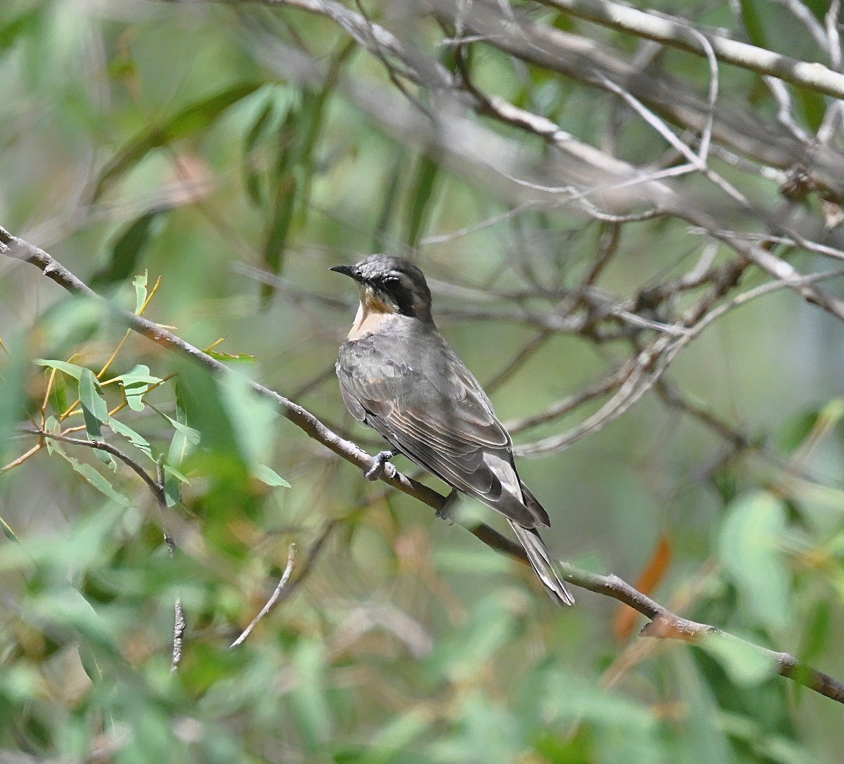 Black-eared Cuckoo - ML630415829