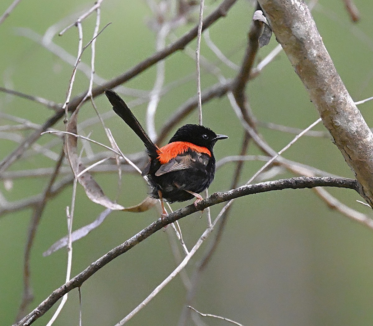 Red-backed Fairywren - ML630415904