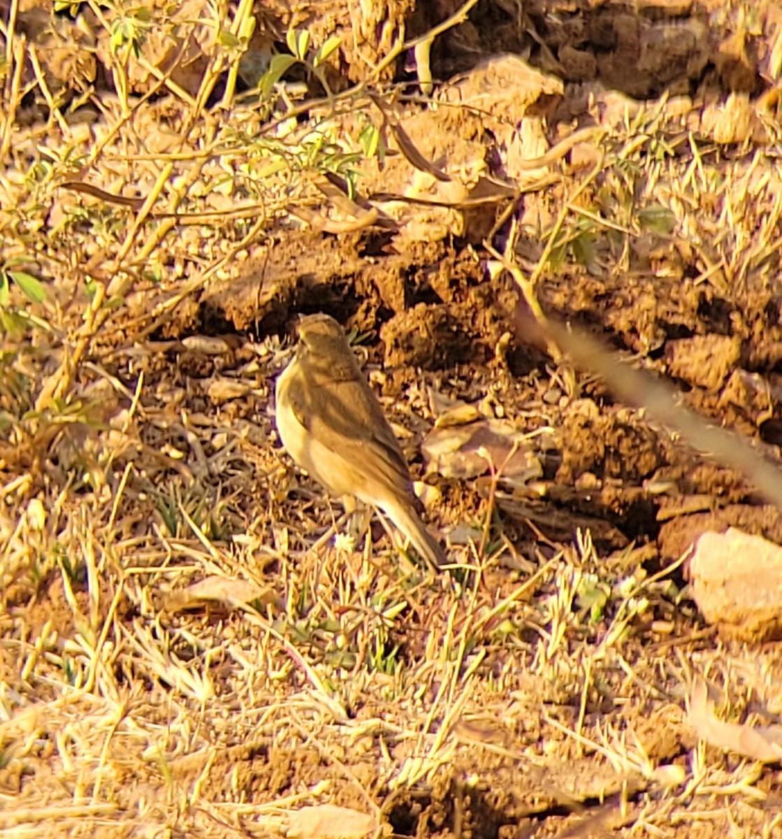 sedmihlásek malý - ML630415938