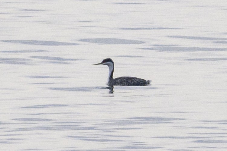 İnce Gagalı Batağan - ML630415972