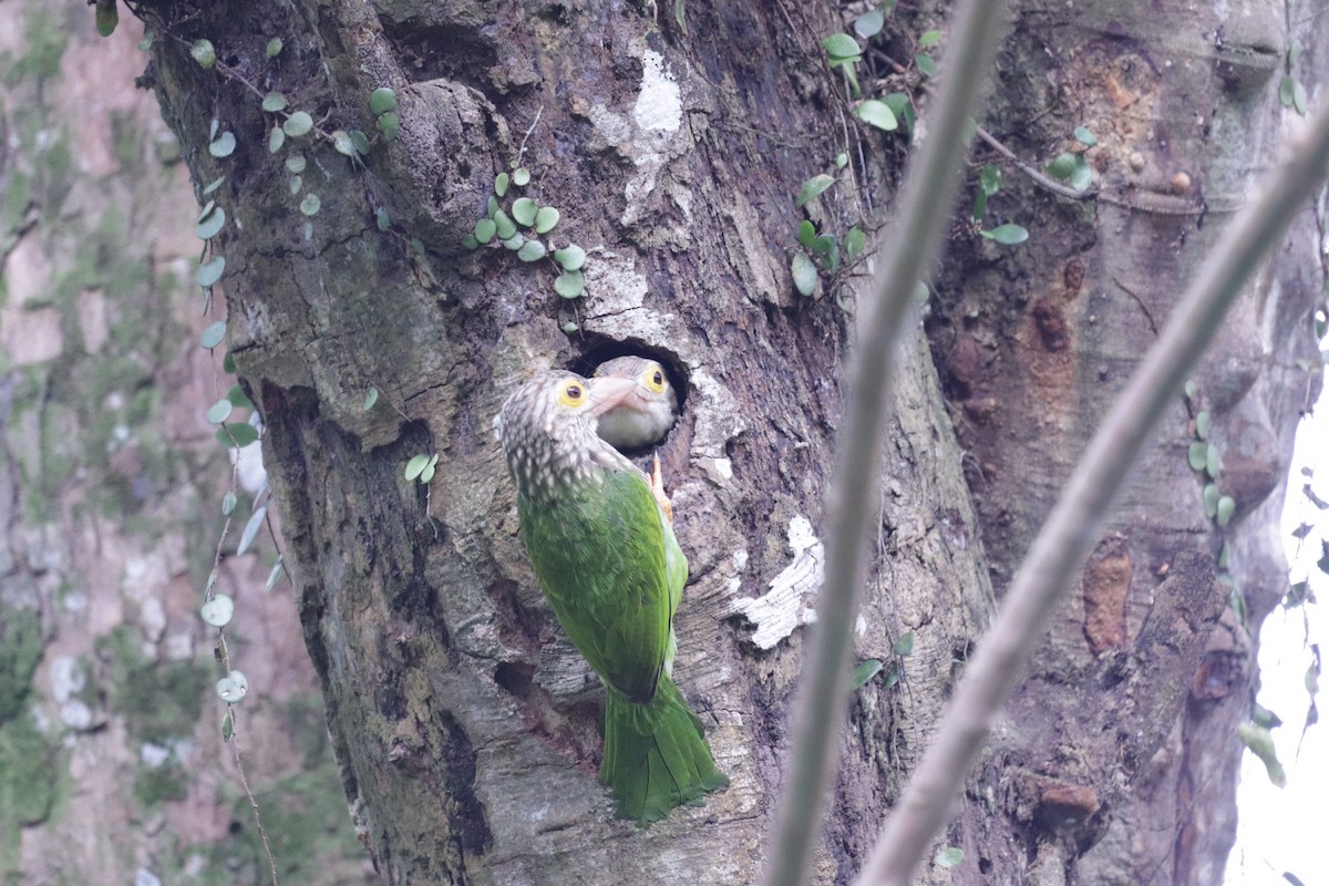 Lineated Barbet - ML630415983