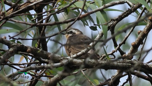 Black-eared Cuckoo - ML630415994