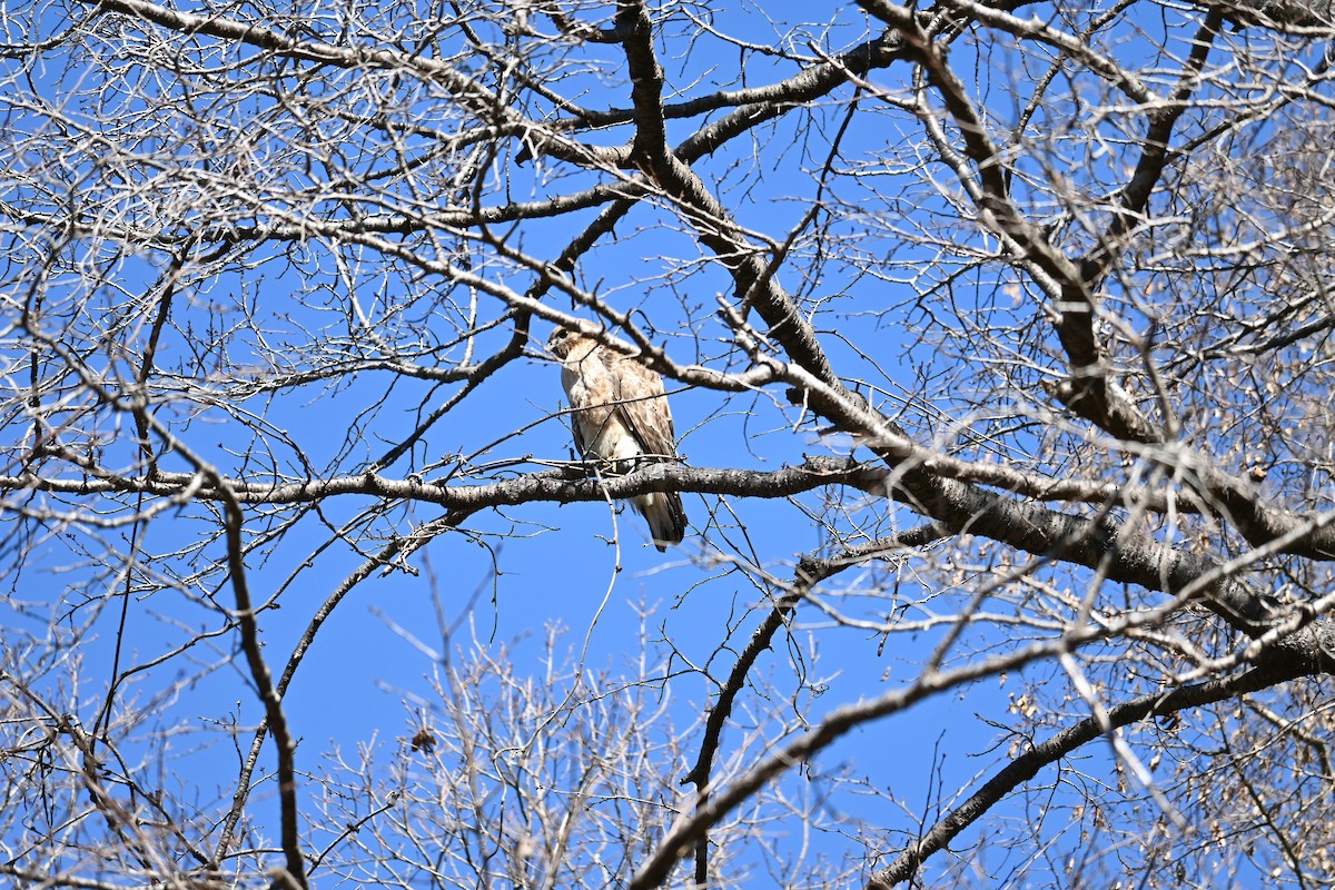 Eastern Buzzard - ML630416367