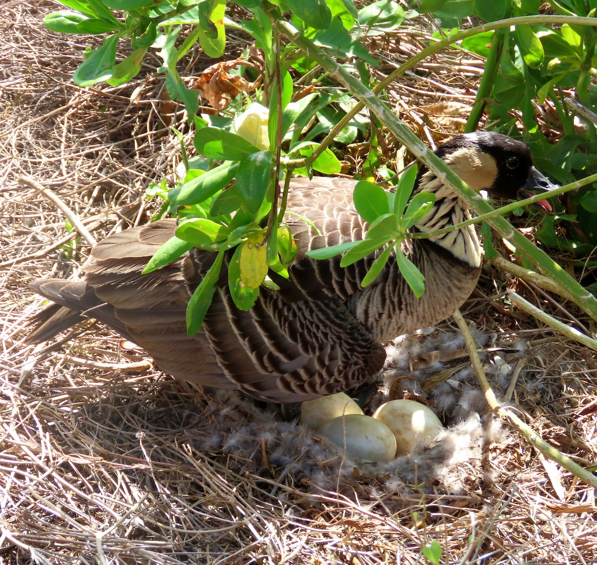 אווז הוואי - ML630416375