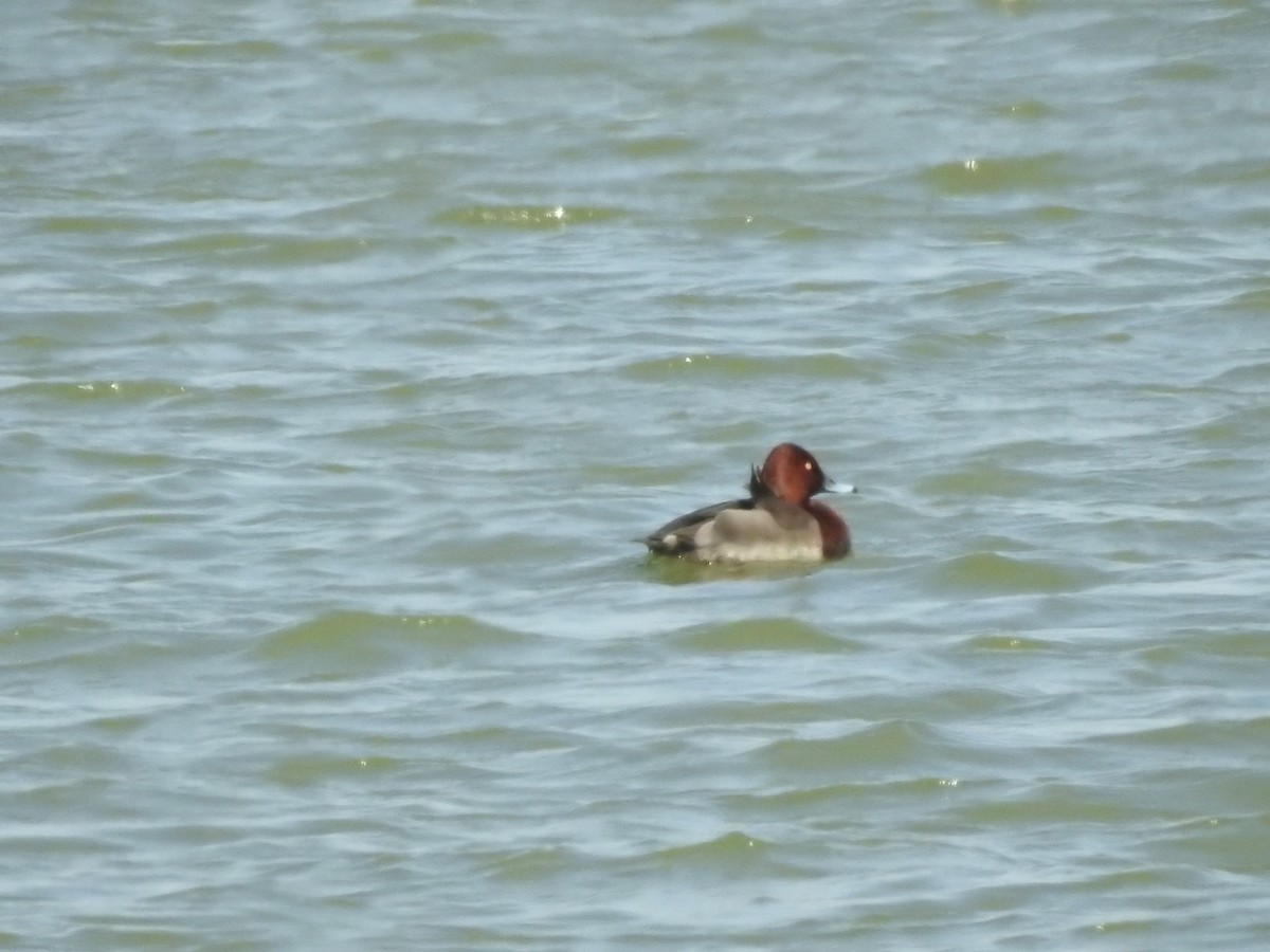 Common Pochard x Ferruginous Duck (hybrid) - ML630416444