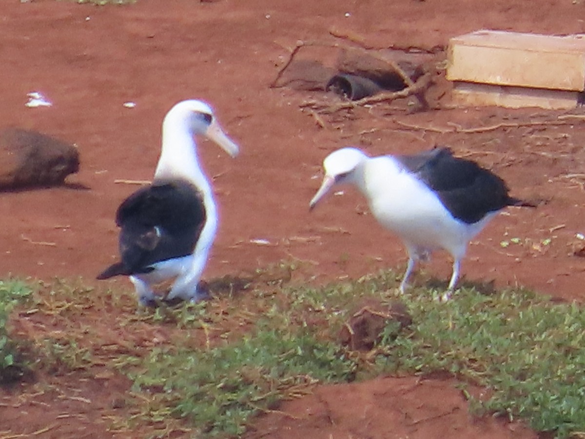 Laysan Albatross - ML630416467