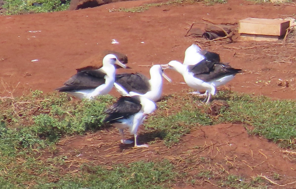 Laysan Albatross - ML630416468