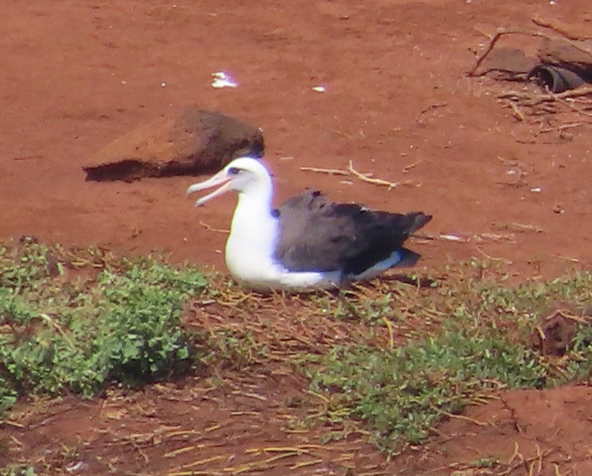Laysan Albatross - ML630416469