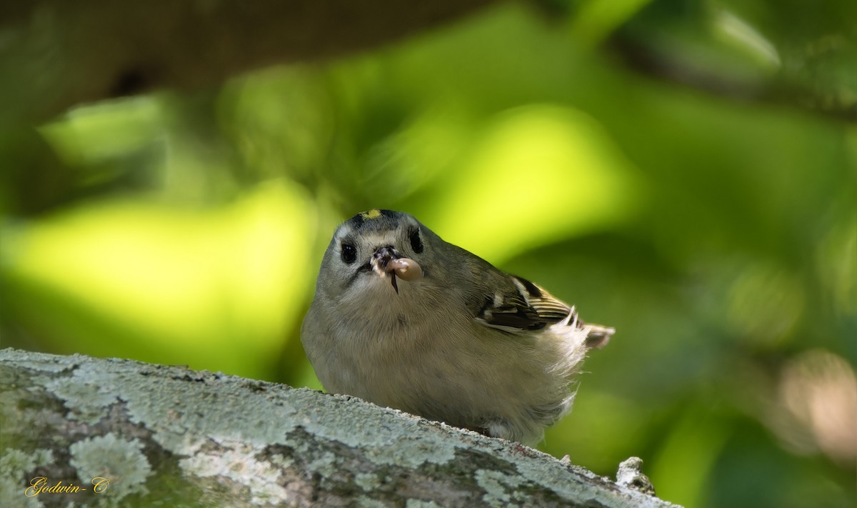 Goldcrest - ML630416491