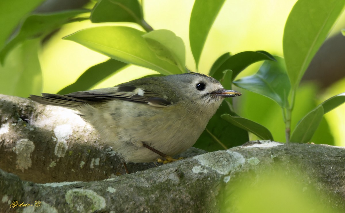 Goldcrest - ML630416492